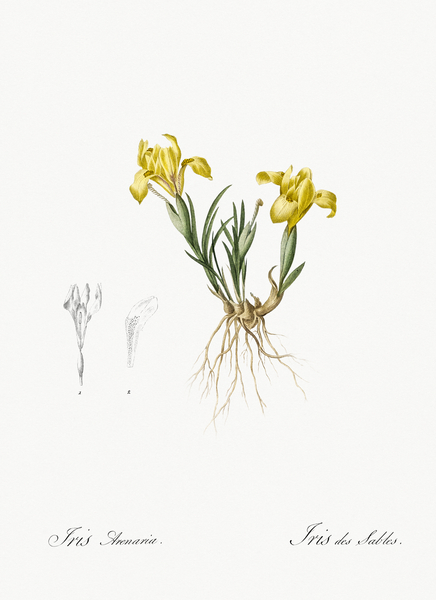 Sand iris illustration  Print