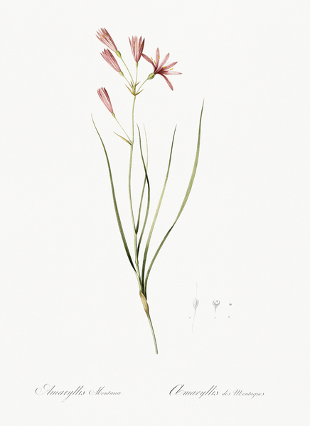 Amaryllis montana illustration  Print