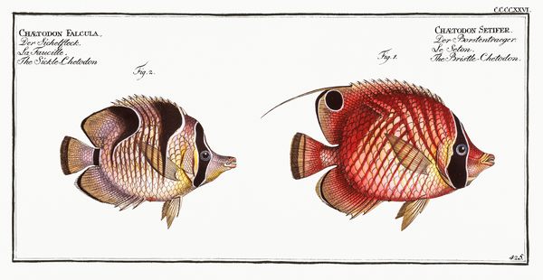 1. Bristle-Chetodon Chaetodon Setifer 2. Sickle-Chetodon Chaetodon Falcula Print