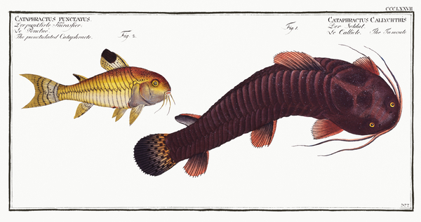 1. Tamoate Cataphractus Callychthis 2. Punctulated Cataphracte Cataphractus punctatus Print