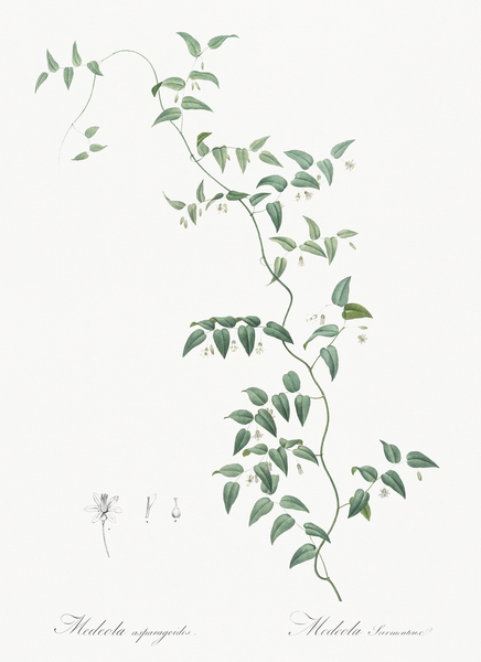Bridal creeper illustration  Print