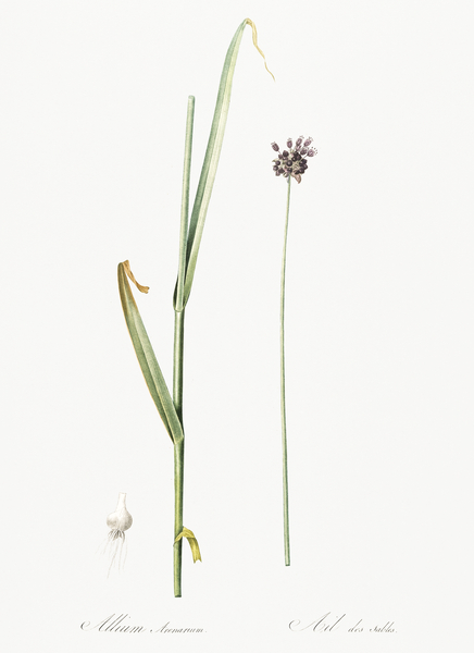 Sand leek illustration  Print