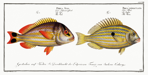 1. Pacu Perca unimaculata 2. Jub Perca Juba Print