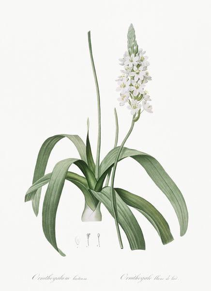 Narbonne star-of-Bethlehem illustration  Print