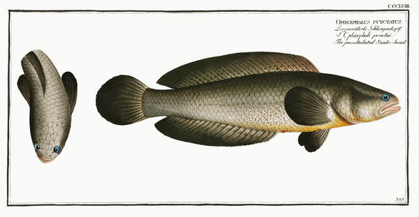 Punctulated Snake-head Ophicephalus punctatus Print