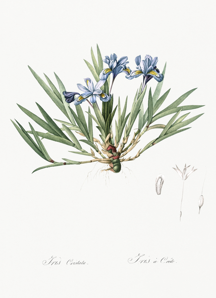 Dwarf crested iris illustration  Print