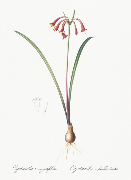 Brandlelie illustration  Print