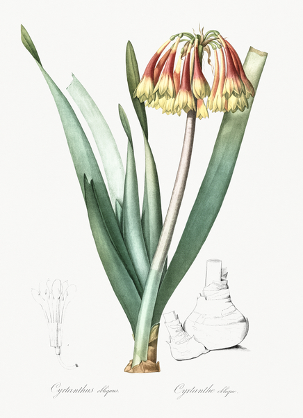 Knysna lily illustration  Print