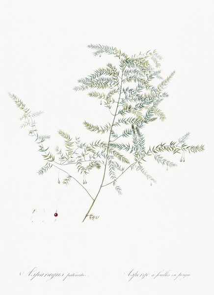 Climbing asparagus fern illustration  Print