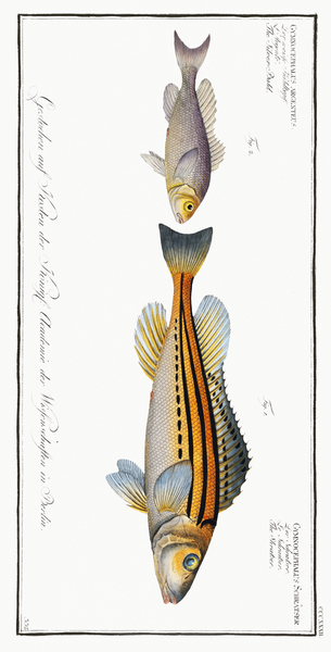 1. Schratser Gymnocephalus Schratser 2. Siver-Bald Gymnocephalus argenteus Print