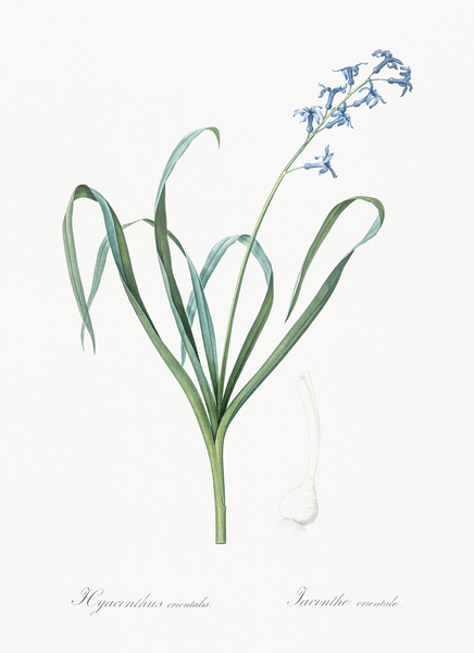 Dutch hyacinth illustration  Print