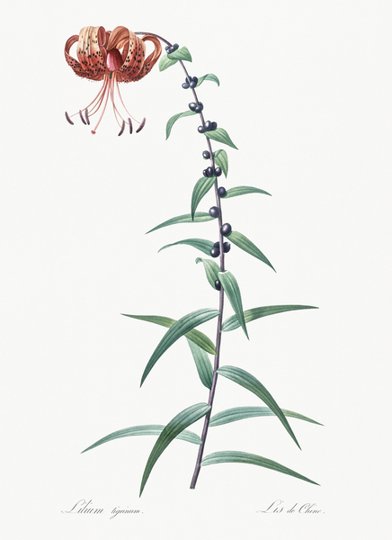 Tiger lily illustration  Print