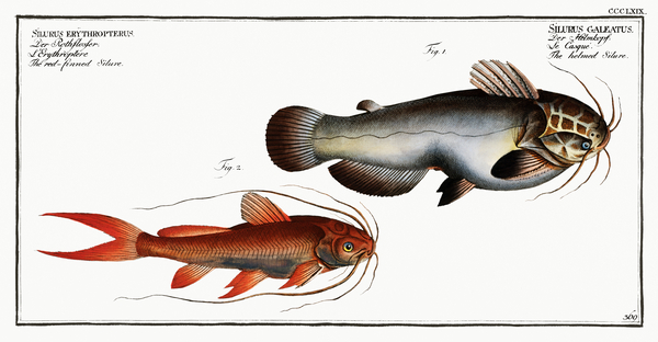 1. Helmed Silure Silurus galeatus 2. Red-finned Silure Silurus erythropterus Print
