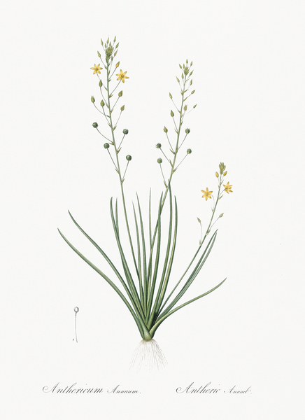 Bulbine lily illustration  Print