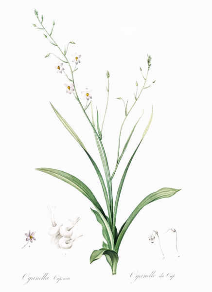 African flag illustration  Print