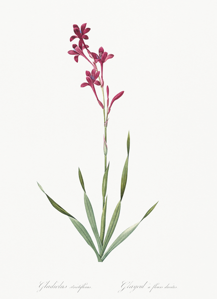 Netted-veined amaryllis illustration  Print