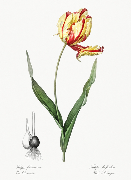 Didier tulip illustration  Print