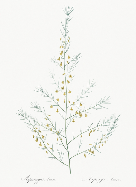 Sea asparagus illustration  Print