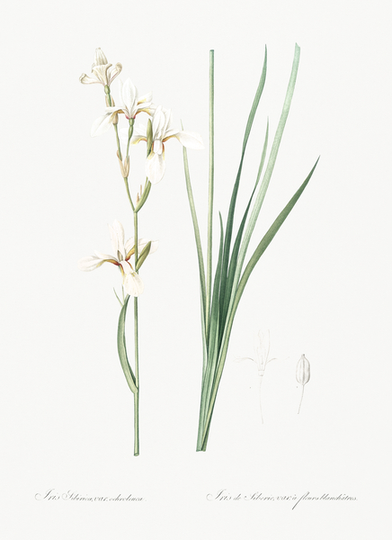 Siberian iris illustration  Print