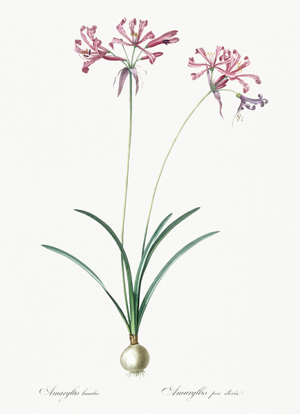 African flag illustration  Print