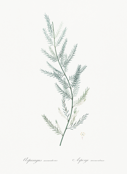 Les liliacées  Pierre Joseph Redouté  Botanical