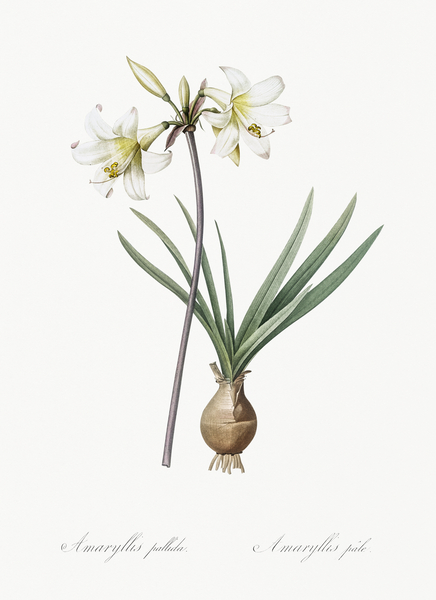 Belladonna lily illustration  Print