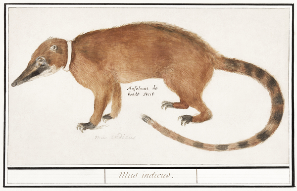 Coatimundi in vintage style Print