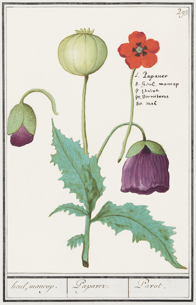 Poppy in vintage style Print