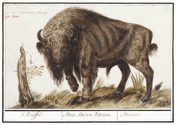 Wisent in vintage style Print