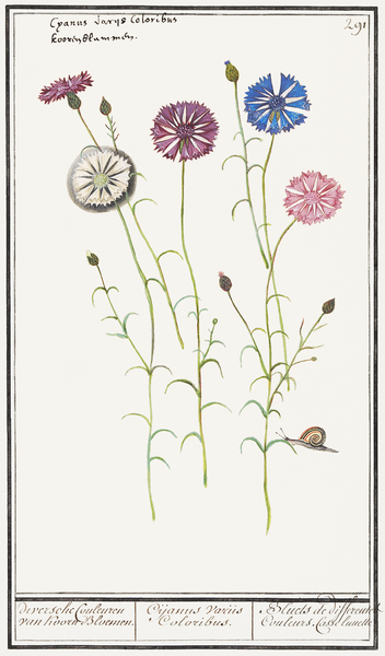 Cornflower in vintage style Print