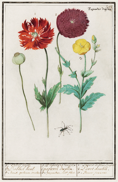 Poppy in vintage style Print