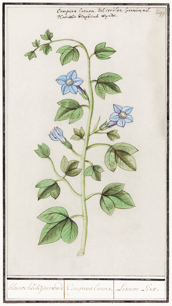 Bell flower in vintage style Print