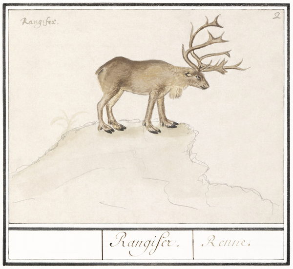 Reindeer in vintage style Print