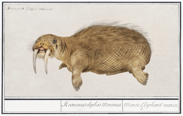 Walrus in vintage style Print