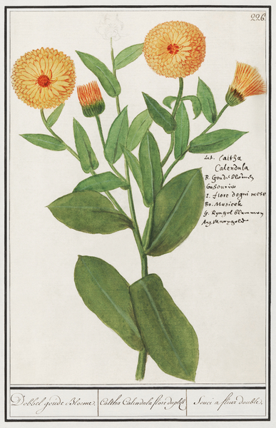 Barn owl in vintage style Print