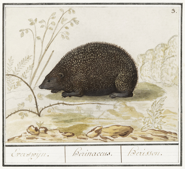 Hedgehog in vintage style Print