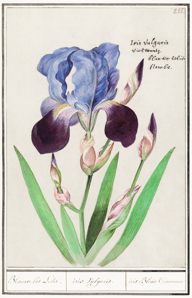 Purple iris in vintage style Print