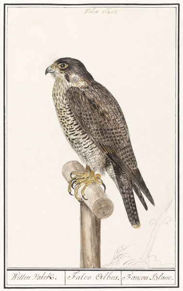 Peregrine falcon in vintage style Print