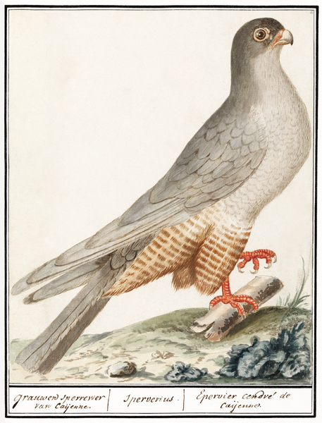Red-footed falcon vintage style Print