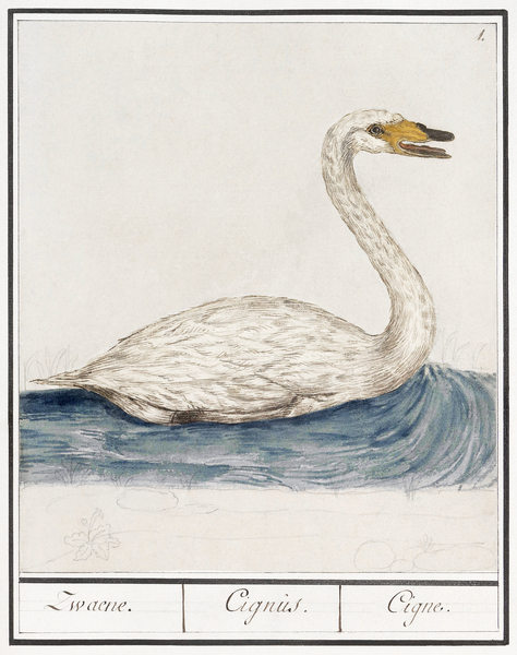 Wild swan in vintage style Print