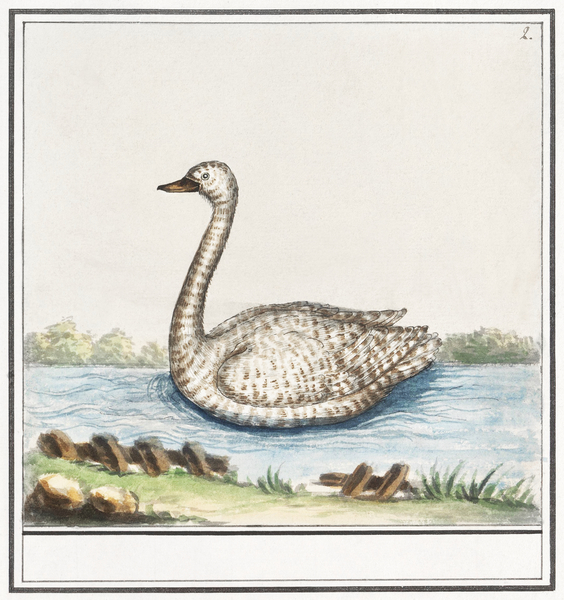 Swan in vintage style Print