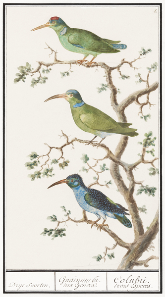 Sunbirds in vintage style Print