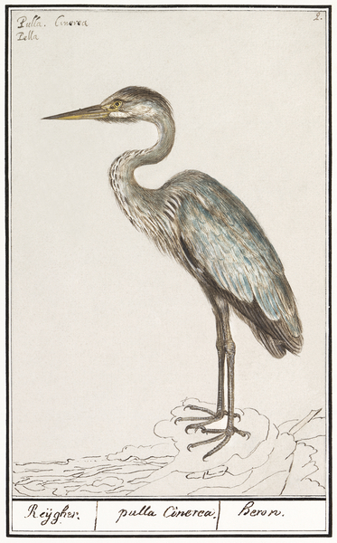 Blue heron in vintage style Print