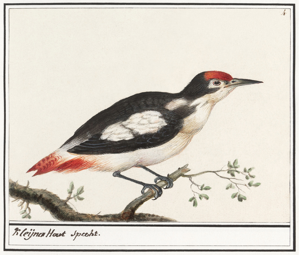 Anselmus de Boodt Botanical  Birds Wildlife