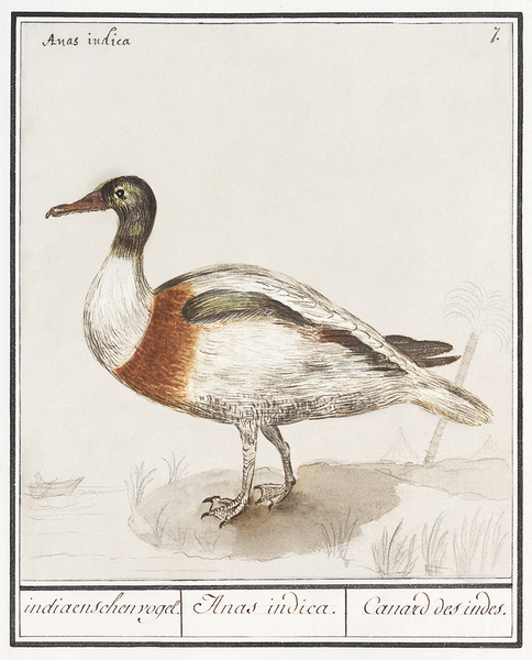 Indian runner duck in vintage style Print