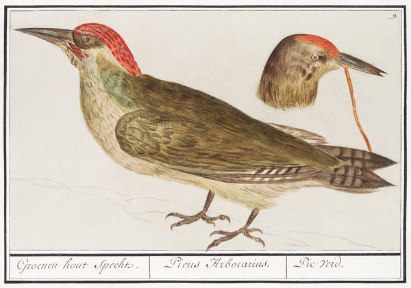 European green woodpecker in vintage style Print