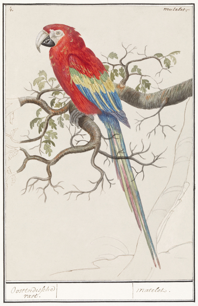 Scarlet macaw in vintage style Imprimer