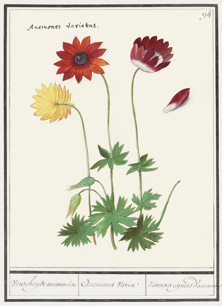 Anemone in vintage flower Print