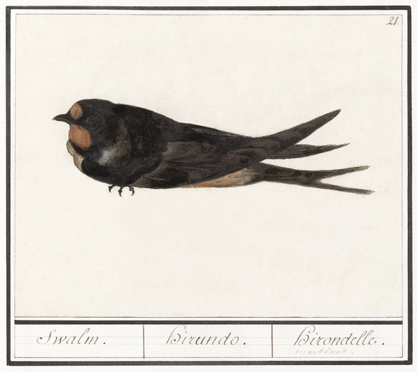 Barn swallow in vintage style Print