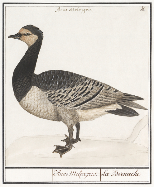Domestic goose in vintage style Print